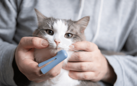 Pet Dental